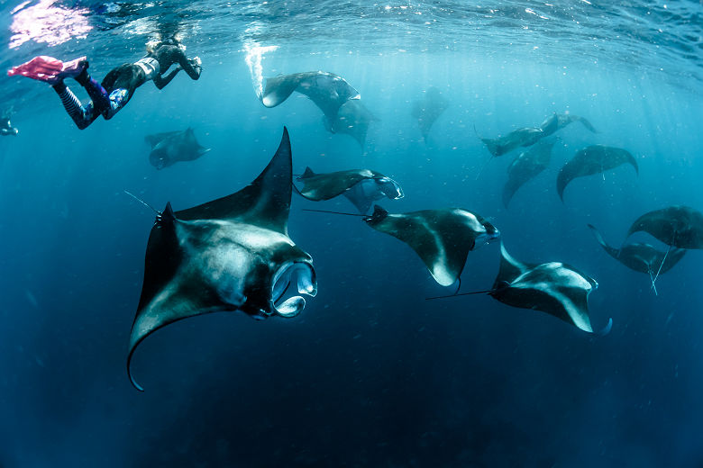 Plongeur avec des raies Manta
