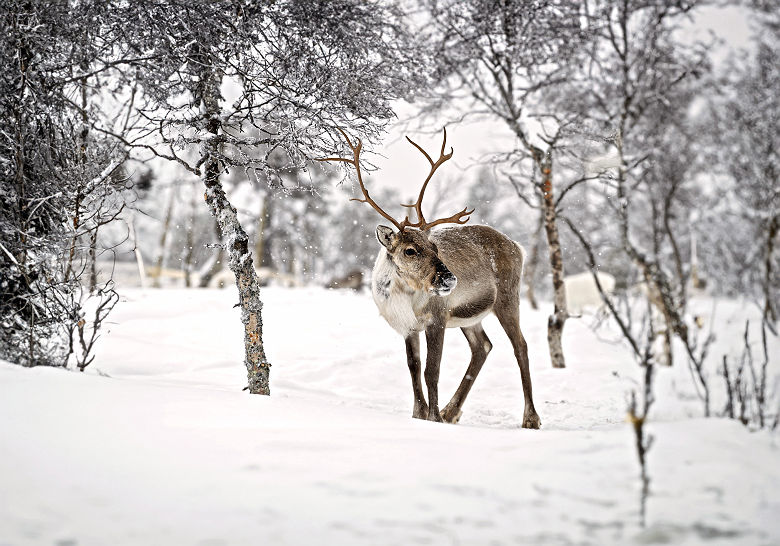 Renne en Laponie finlandaise