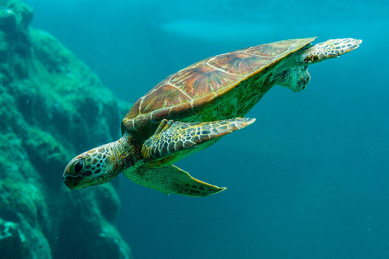 Tortue - Ile de la Réunion