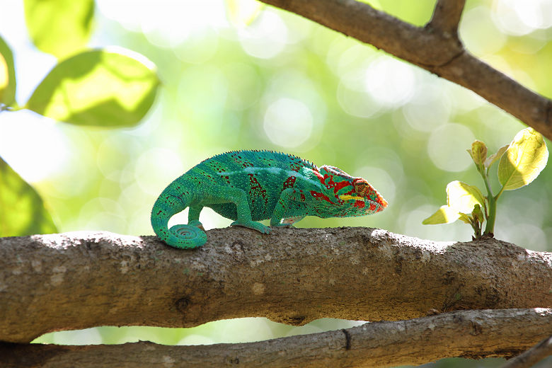 Caméléon panthère sur un arbre - Ile de la Réunion