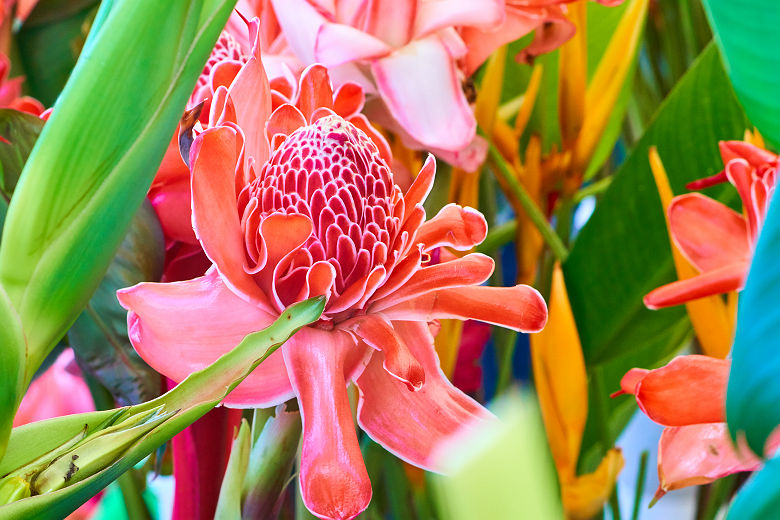 Rose de Porcelaine - Ile de la Réunion
