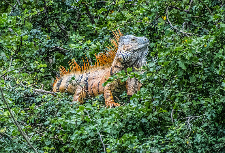 Iguane de la forêt tropicale du Belize