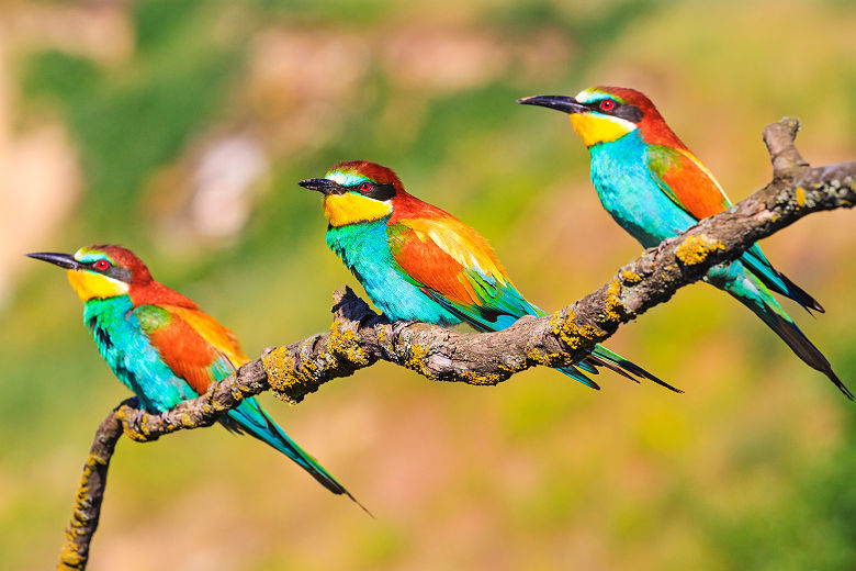 Oiseaux tropicaux du Guatemala