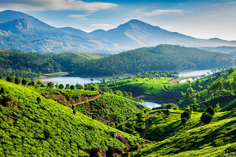 Plantation de thé dans le Kerala - Inde