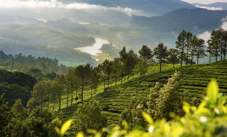 Plantation de thé dans le Kerala - Inde