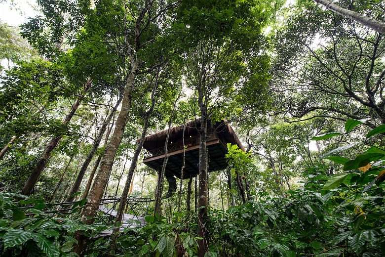 Pepper Trail - L Woodpecker Tree House