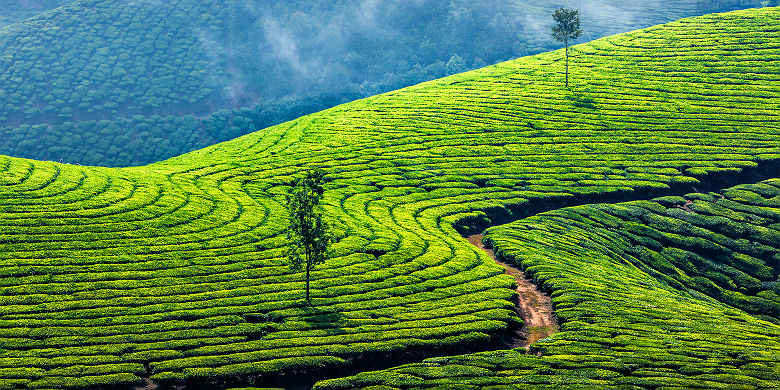 Plantation de thé dans le Kerala - Inde