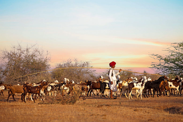 Sujan Jawai Camp - Rabari avec son troupeau