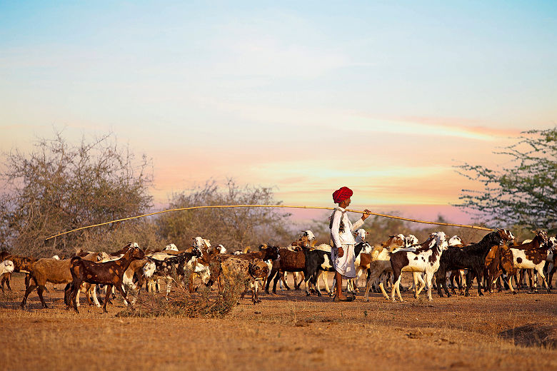 Sujan Jawai Camp - Rabari avec son troupeau