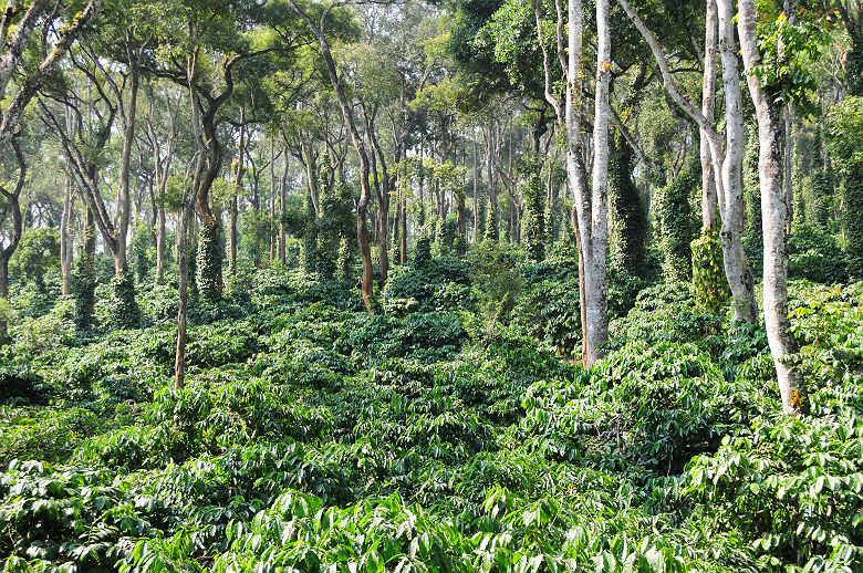 Evolve Back Resort Coorg