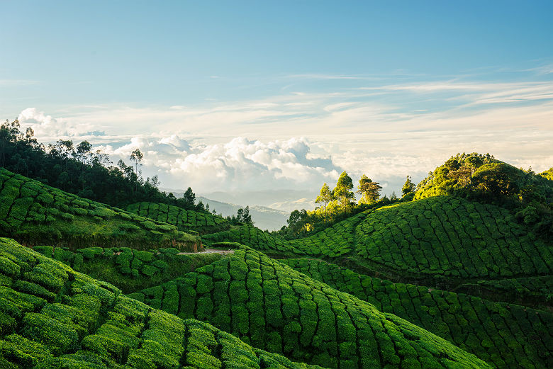 Inde - Plantations de thé à Munnar