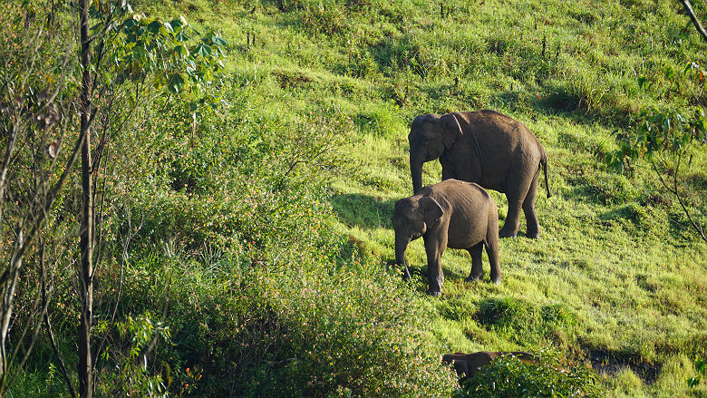 Inde - Portrait de deux éléphants dans la réserve de Periyar