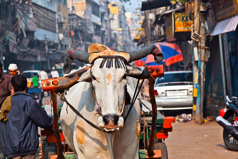 Vache dans les rues de Old Delhi - Inde