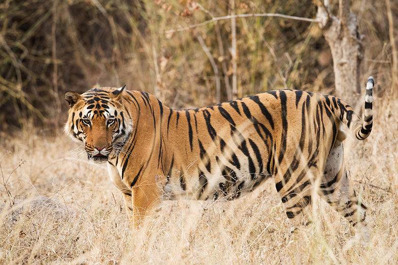 Tigre dans la Kanha Kisli National Park