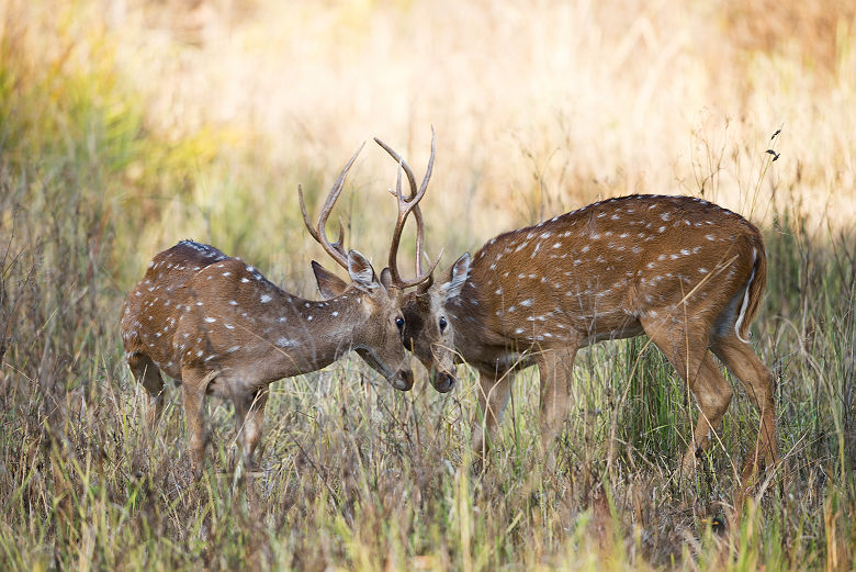 Cerfs dans la Kanha Kisli National Park