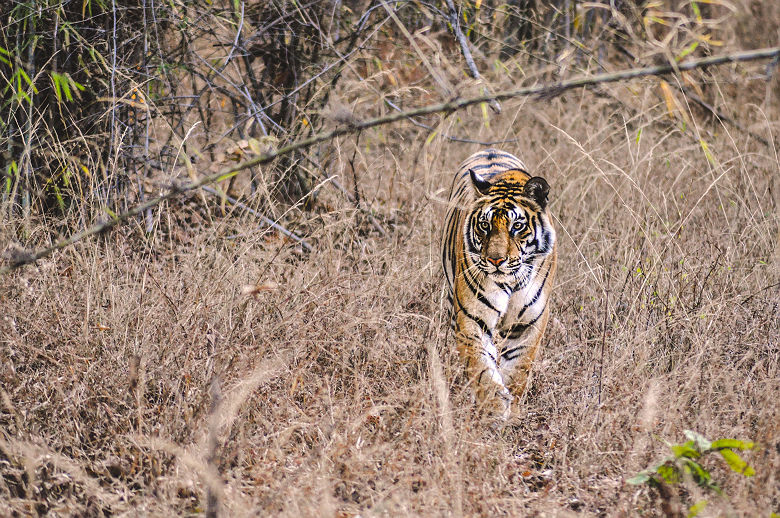 Tigre dans le Bandhavgarh National Park