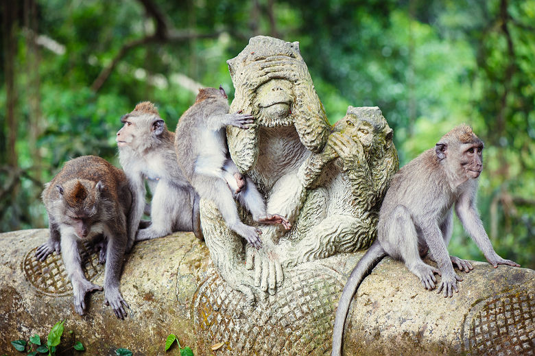 Macaques à longue queue - Bali, Indonésie