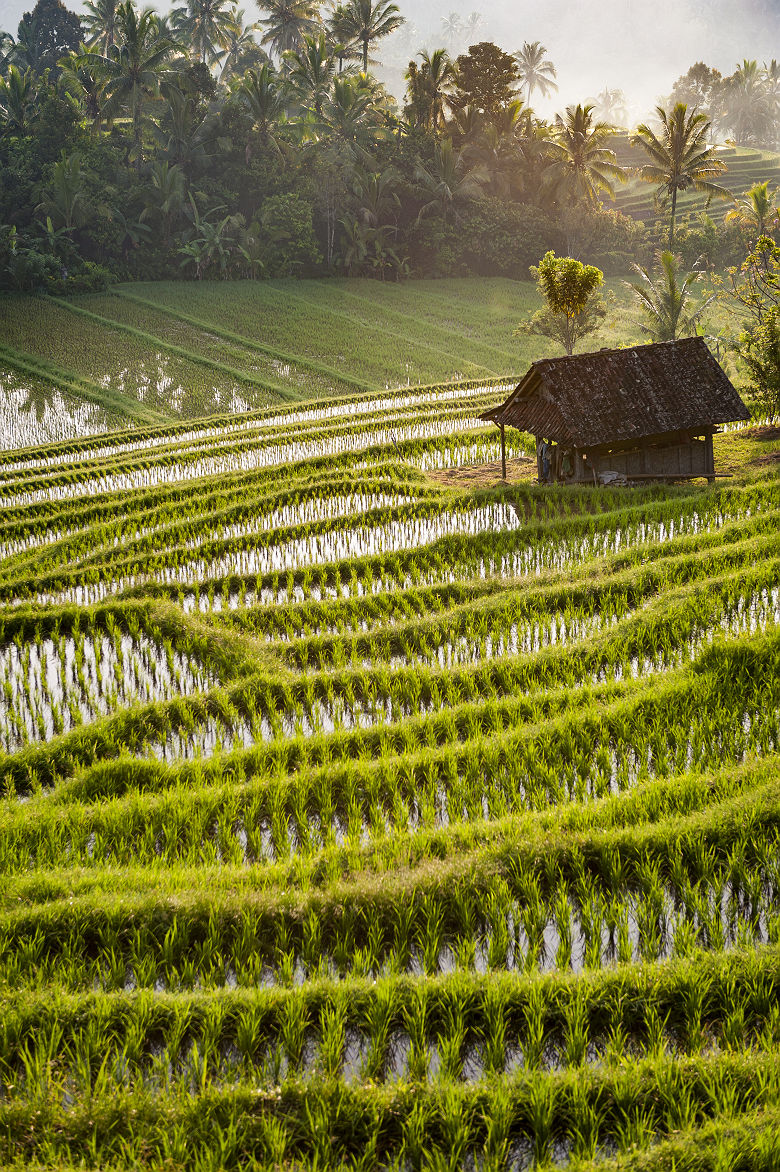 Bali - Vue sur les rizières du village de Belimbing