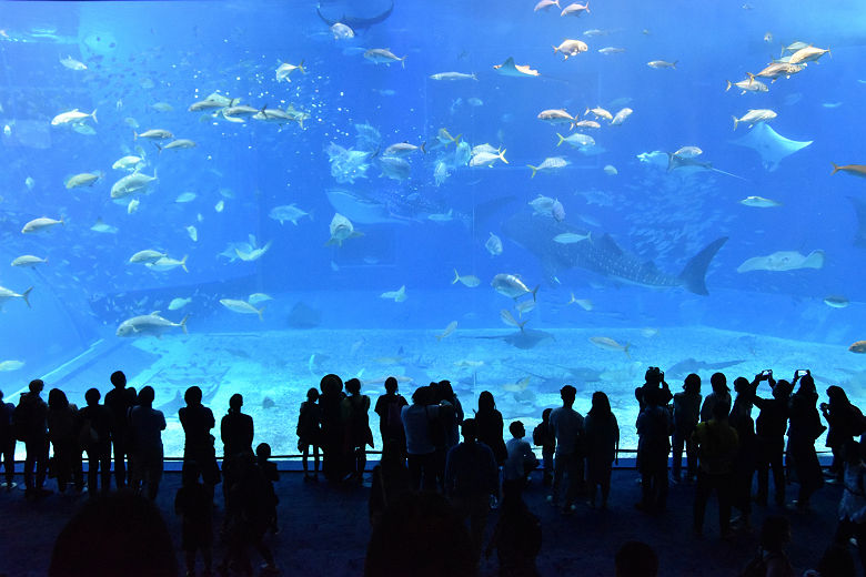 Churaumi aquarium, Naha, Okinawa