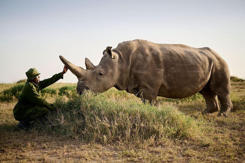 Sanctuary Tambarare - Rhinoceros