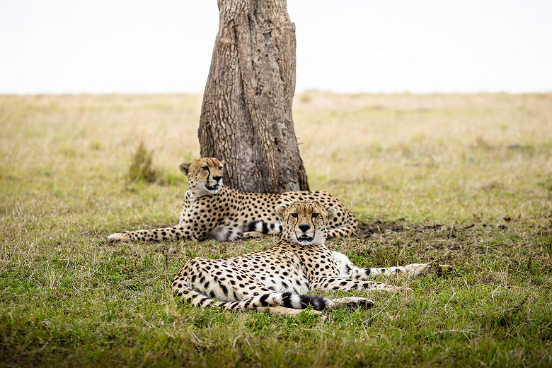  Sanctuary Olonana - Safari