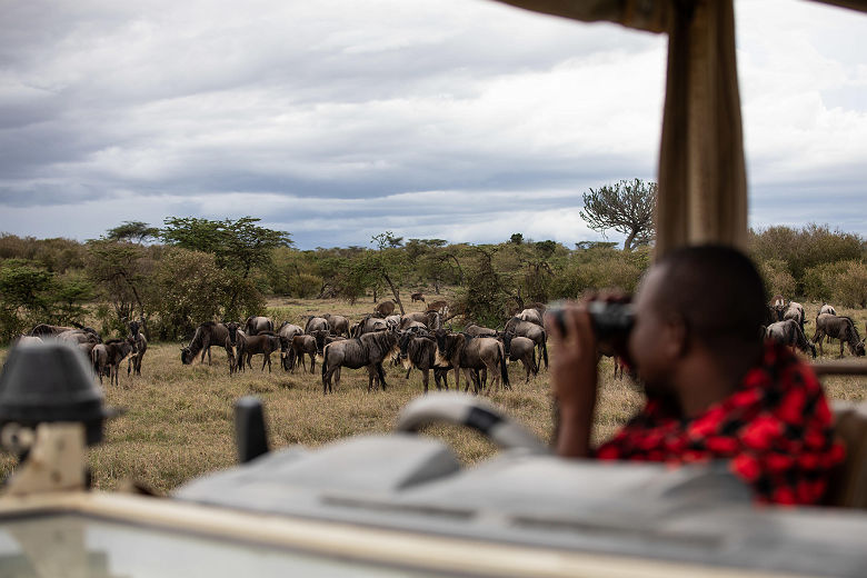 Migration des Gnous