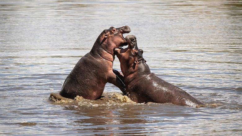 Hippopotames au Grumeti Serengeti River Lodge