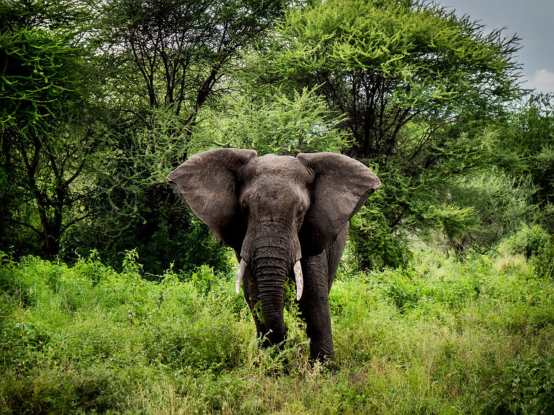 Elephant en tanzanie