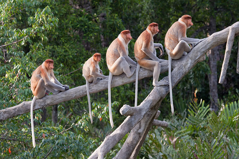 Famille de singes nasiques, Kota Kinabalu - Bornéo