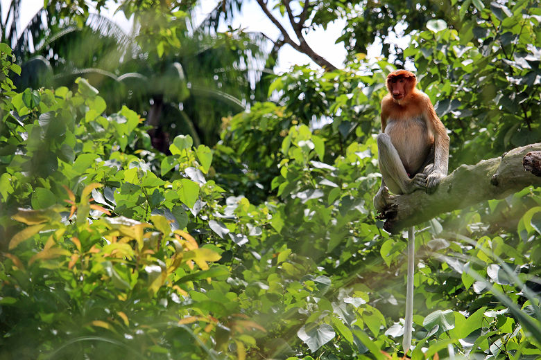 Singe Proboscis dans la jungle - Bornéo