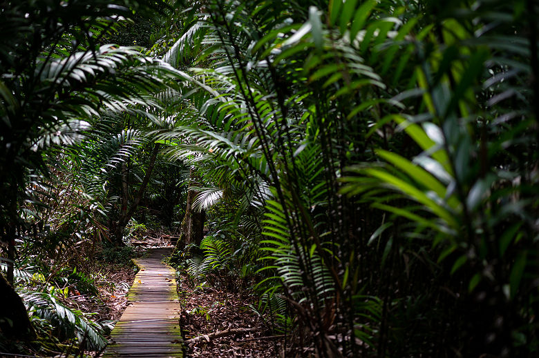 Forêt tropicale du parc national de Mulu - Bornéo