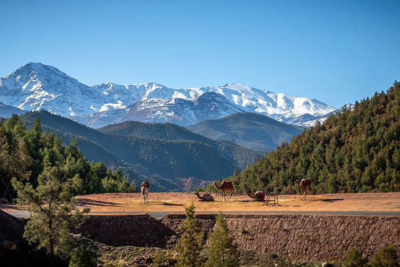 Chameaux dans la vallée d'Ourika