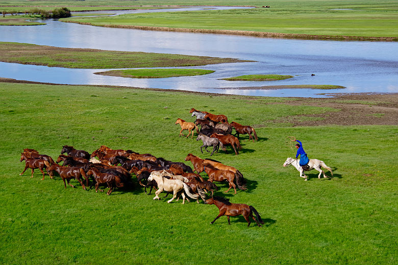 Troupeau de chevaux - Mongolie