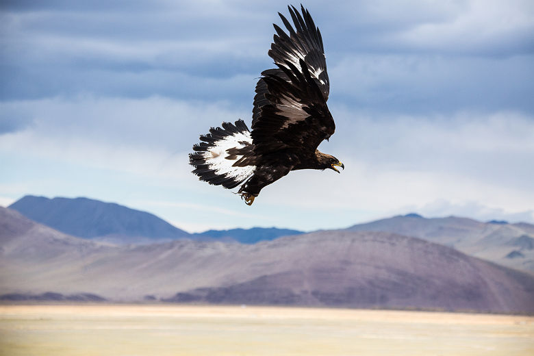 Aigle royal en chasse - Mongolie