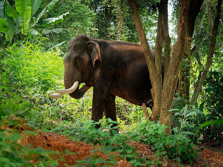 Elephant en Birmanie