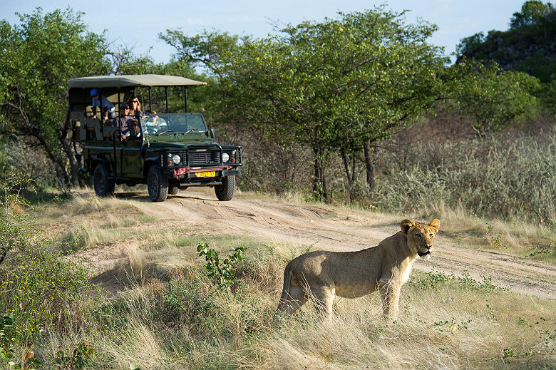 Little Ongava lodge - Safari