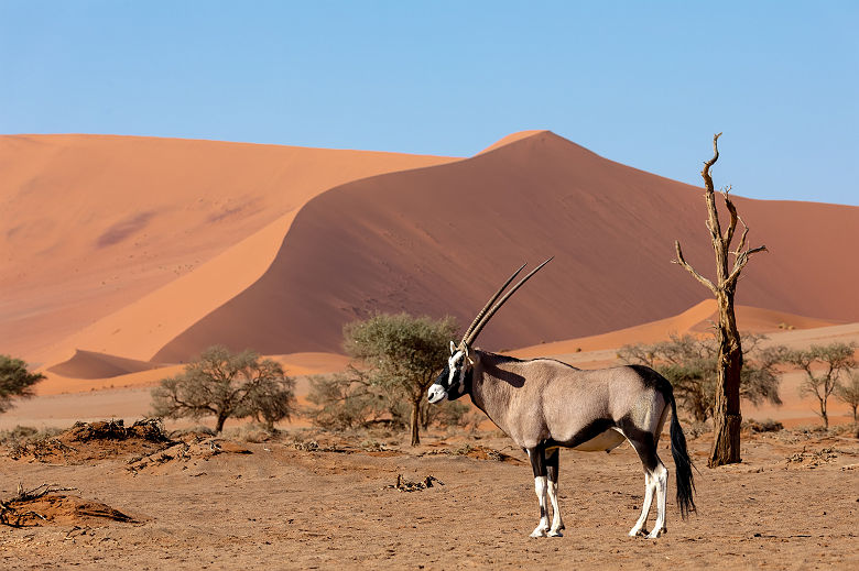 Oryx Gazelle dans les dunes - Namibie