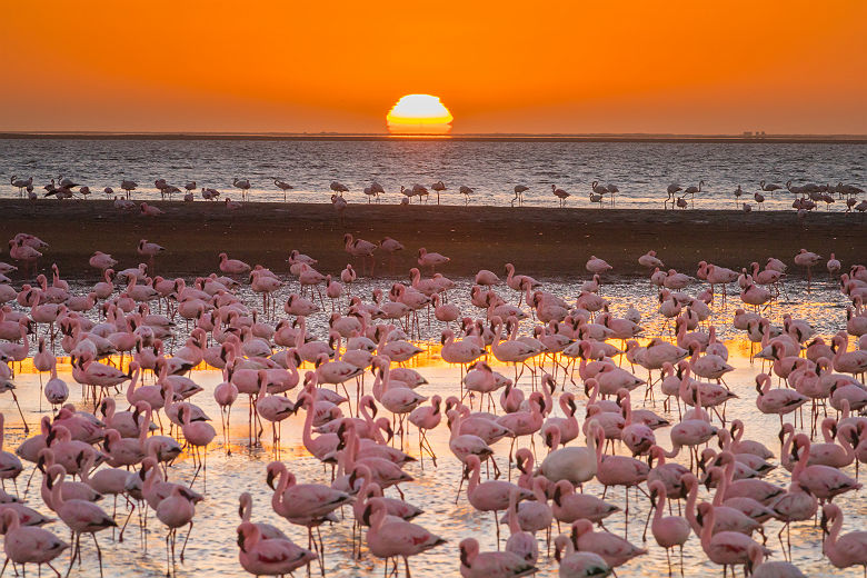 Flamants roses au coucher du soleil - Namibie