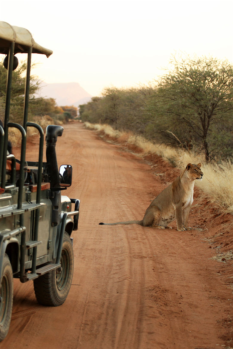 Lion près d'une Jeep de Safari - Namibie