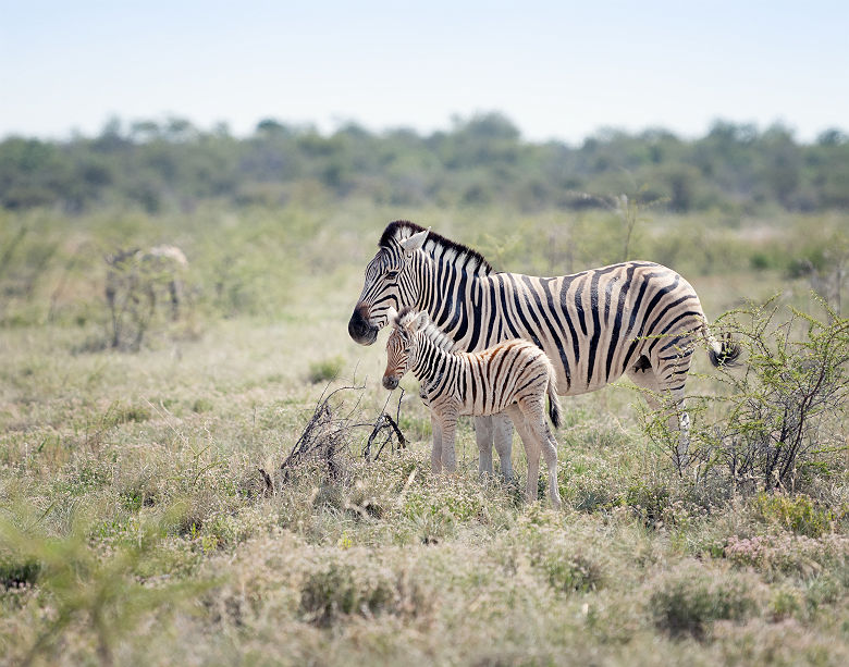 Petit zèbre avec sa mère - Parc National d'Etosha, Namibie