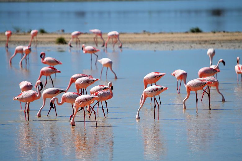 Flamants roses d'Etosha - Namibie