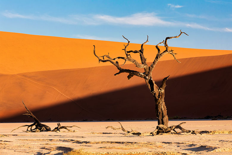Arbre mort de Sossusvlei - Namibie