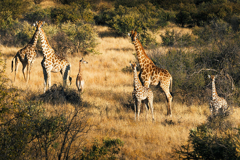 Girafes dans Réserve Privée de Zannier 