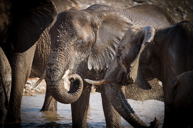 Eléphants dans la réserve d'Onguma