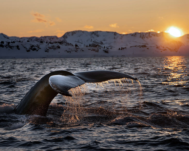 Baleine en Norvège
