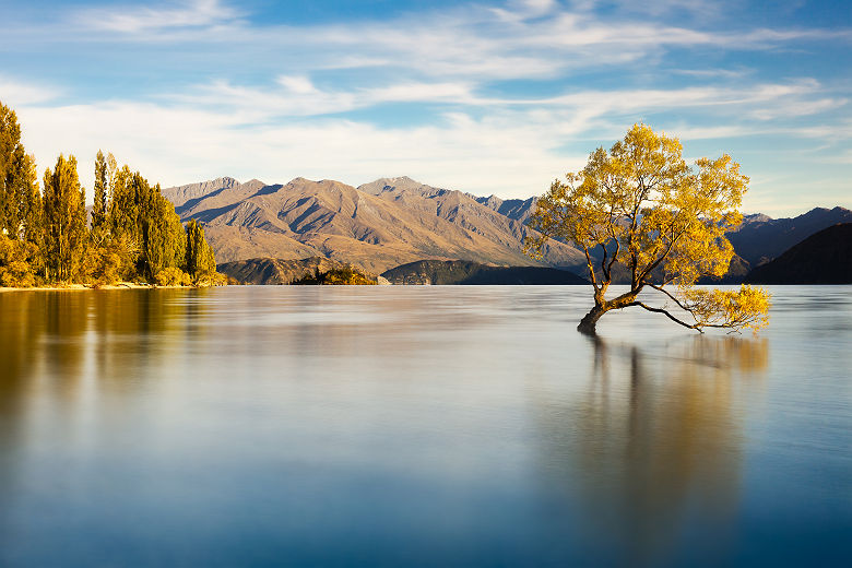 Nouvelle-Zélande - Arbre immergée par le lac Wanaka en été