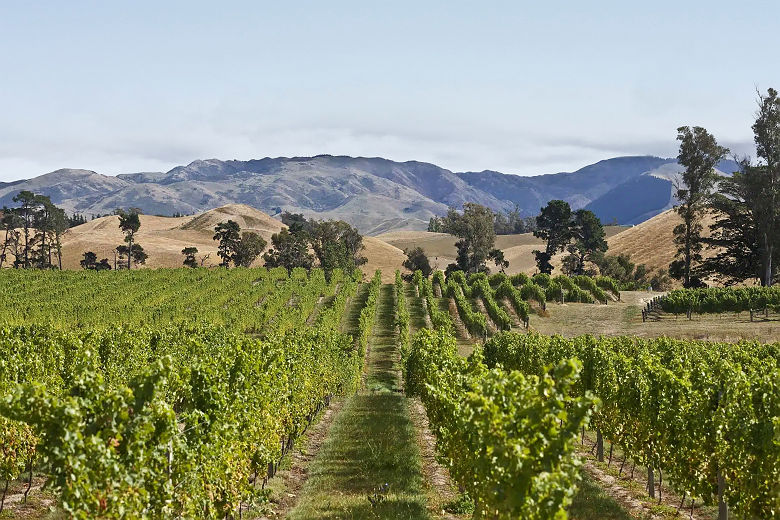 Viticulture en Marlborough Nouvelle Zélande