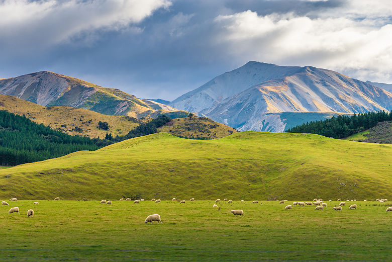 Nouvelle-Zélande - Vue sur les champs verts pâturés par des troupeaux de moutons au sud de Queenstown 