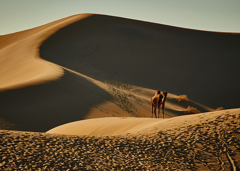 Oman - Balade en chameau dans le désert Wahiba