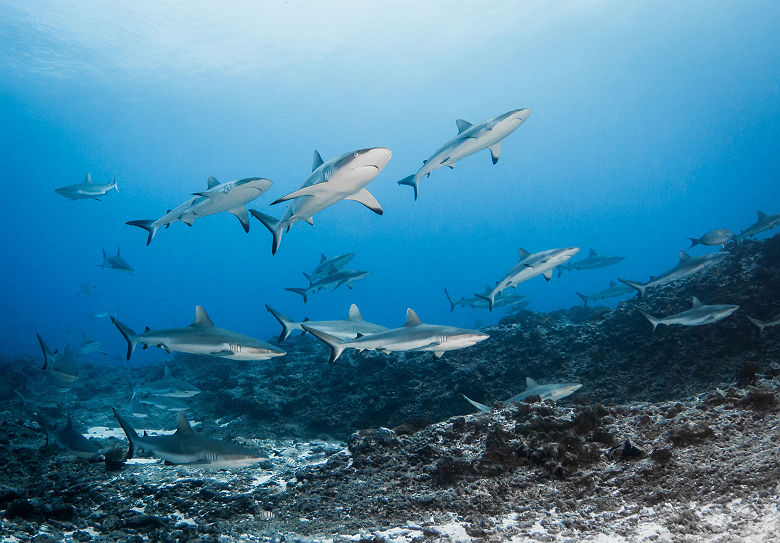 Requins_gris de Rangiroa_Copyright Bernard Beaussier